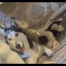 Siberian Husky - Dogs