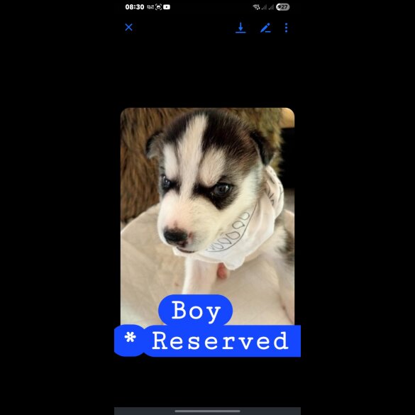 Siberian Husky - Dogs