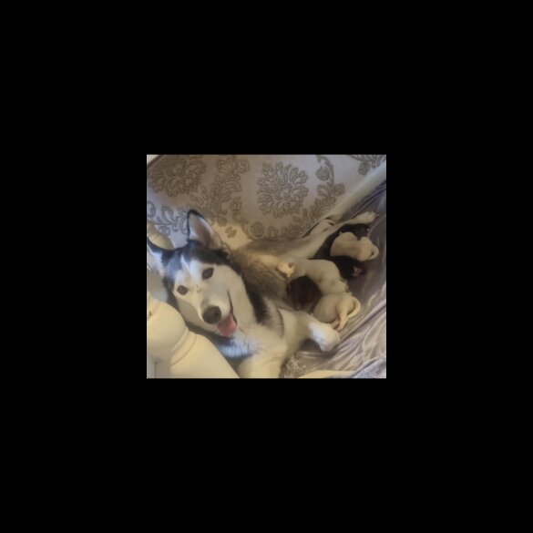 Siberian Husky - Dogs