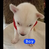 Siberian Husky - Dogs