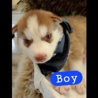 Siberian Husky - Dogs