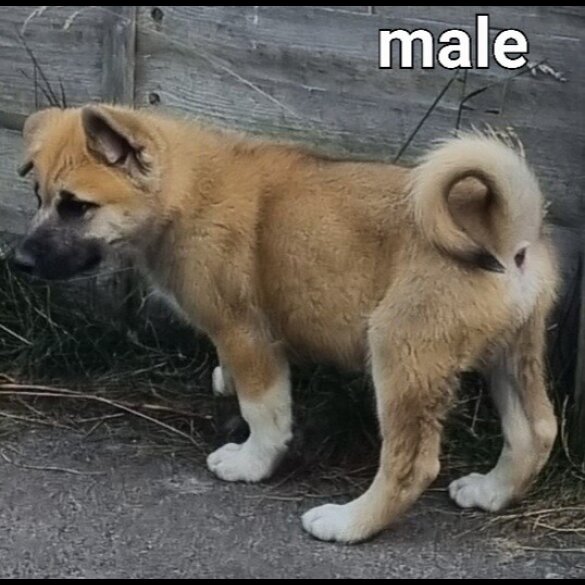 Siberian Husky - Both