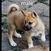 Siberian Husky - Both