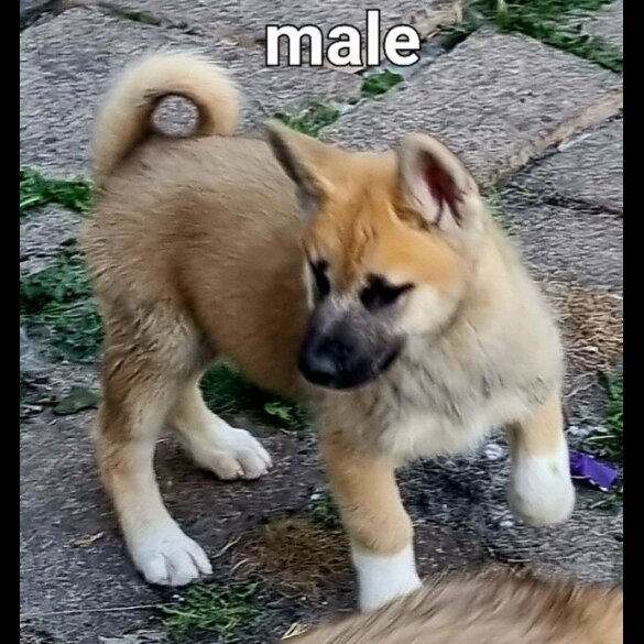 Siberian Husky - Both