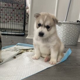 Siberian Husky - Both