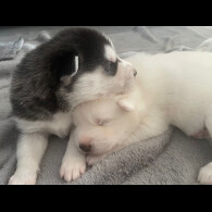 Siberian Husky - Both