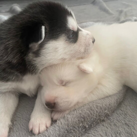 Siberian Husky - Both
