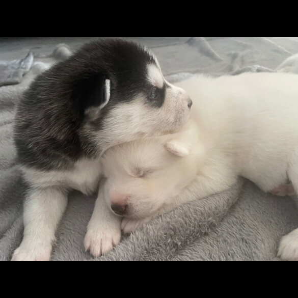 Siberian Husky - Both