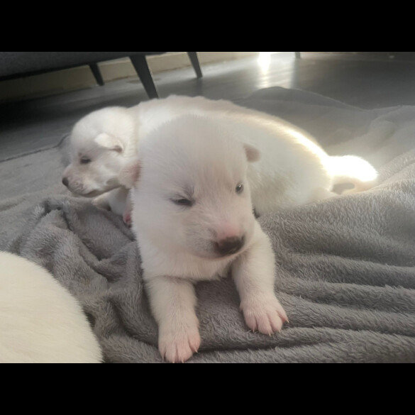 Siberian Husky - Both
