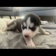 Siberian Husky - Both