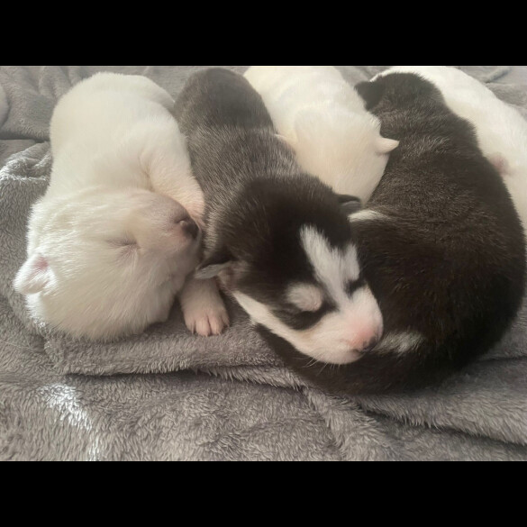 Siberian Husky - Both