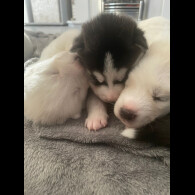 Siberian Husky - Both
