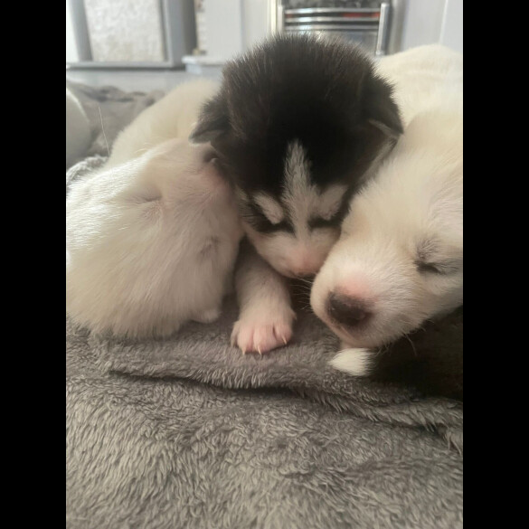 Siberian Husky - Both