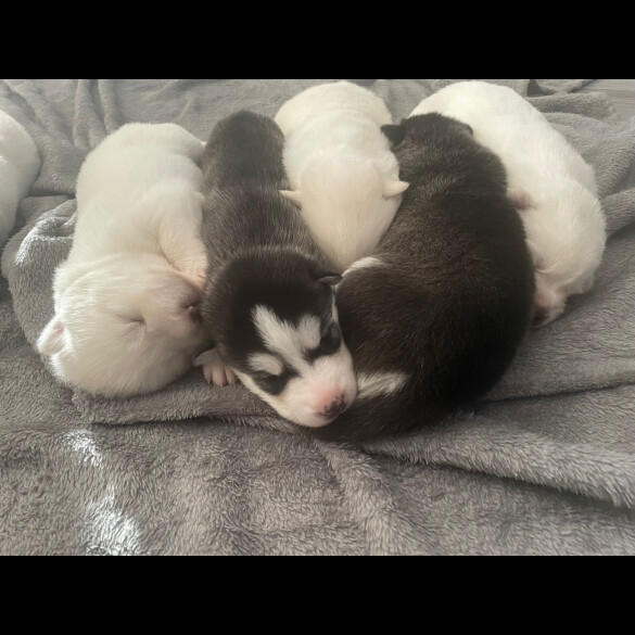 Siberian Husky - Both