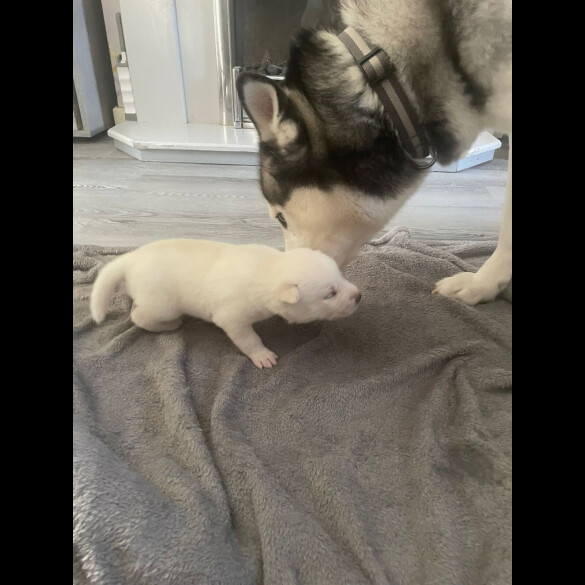 Siberian Husky - Both