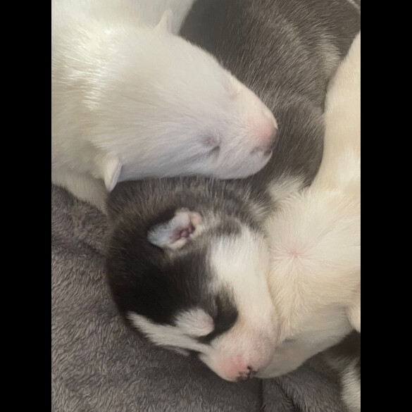 Siberian Husky - Both