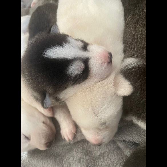 Siberian Husky - Both