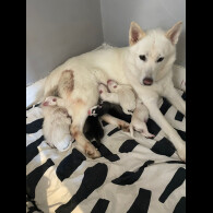 Siberian Husky - Both