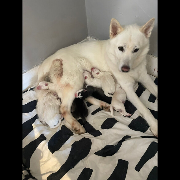 Siberian Husky - Both