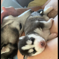 Siberian Husky - Both