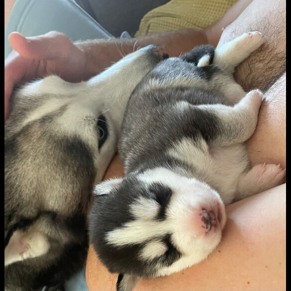 Siberian Husky - Both