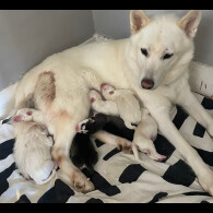 Siberian Husky - Both
