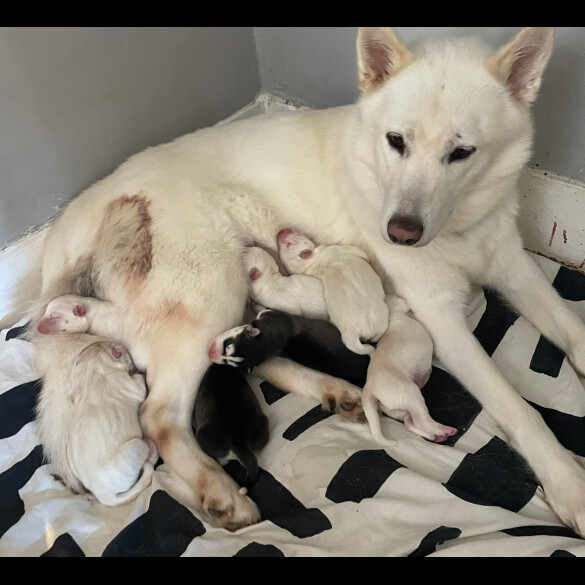 Siberian Husky - Both