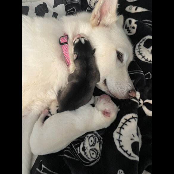 Siberian Husky - Both