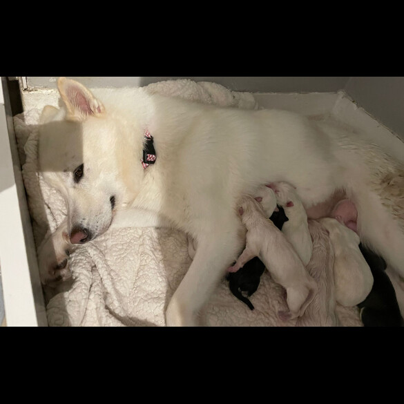 Siberian Husky - Both