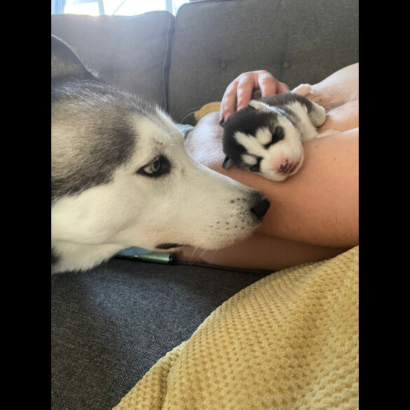 Siberian Husky - Both