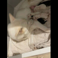 Siberian Husky - Both