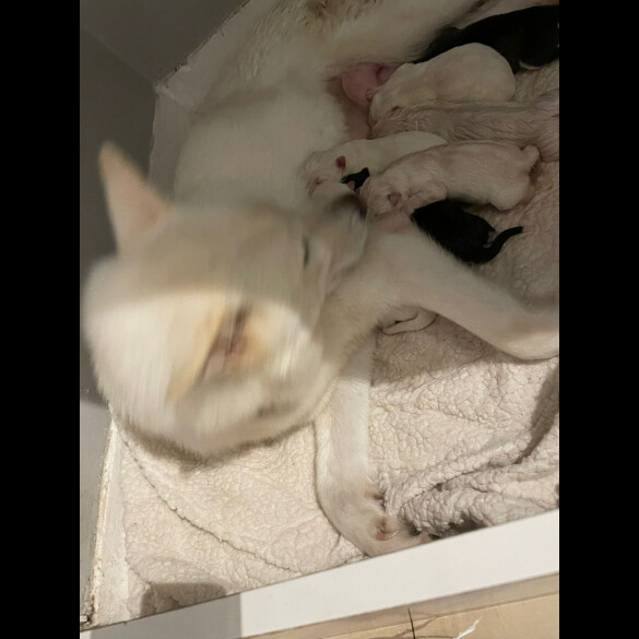 Siberian Husky - Both