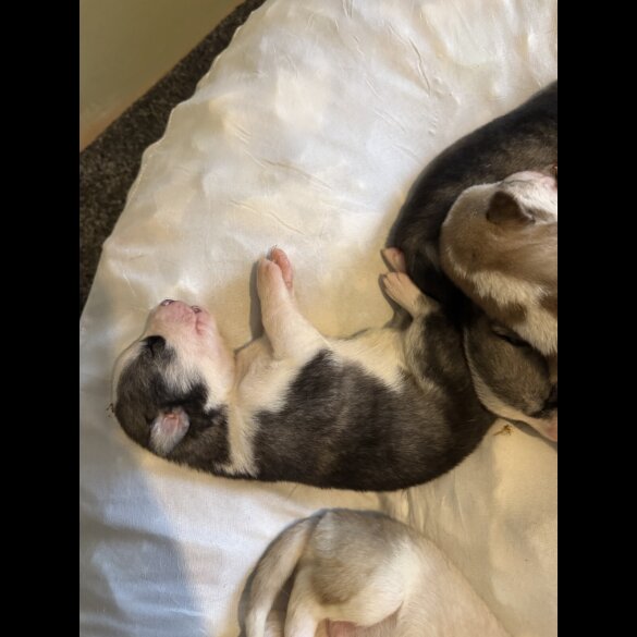 Siberian Husky - Both
