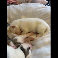 Siberian Husky - Both
