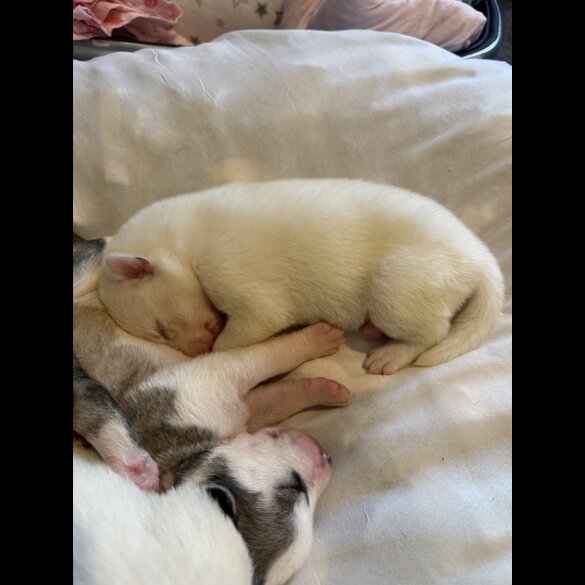 Siberian Husky - Both