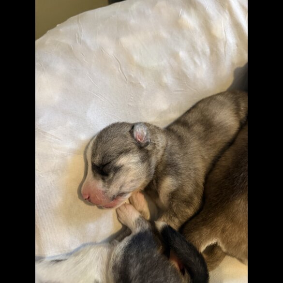 Siberian Husky - Both