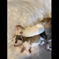 Siberian Husky - Both