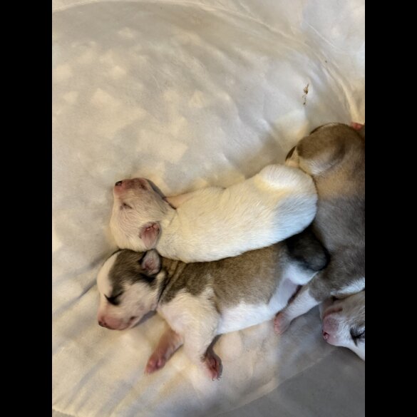 Siberian Husky - Both