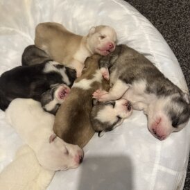 Siberian Husky - Both