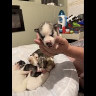Siberian Husky - Both