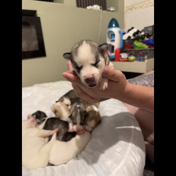 Siberian Husky - Both