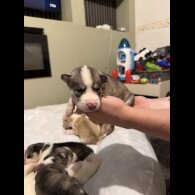 Siberian Husky - Both