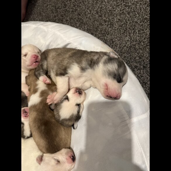 Siberian Husky - Both