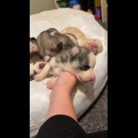 Siberian Husky - Both