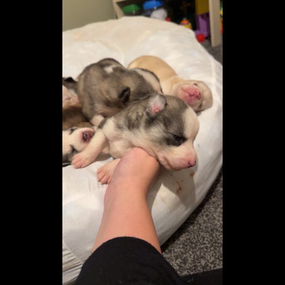 Siberian Husky - Both