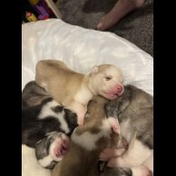 Siberian Husky - Both