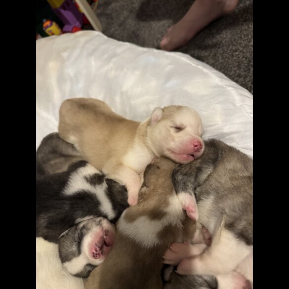 Siberian Husky - Both