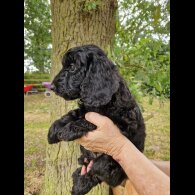 Cockapoo - Both