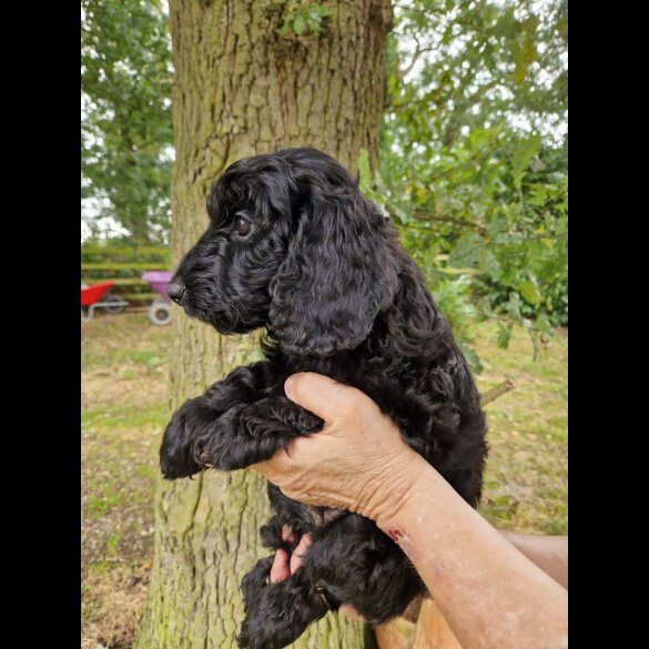 Cockapoo - Both