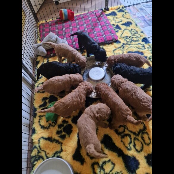 Cockapoo - Both